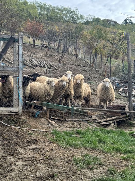 De vânzare turmă mică de oi