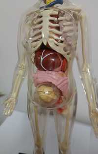 Corpul uman DeAgostini - set complet