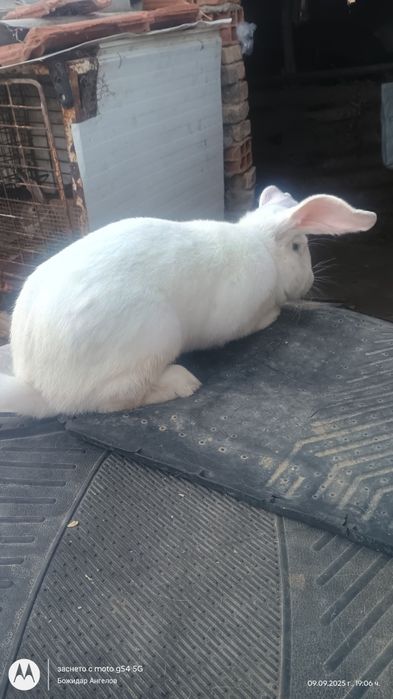 Пордавам зайци ваксинирани