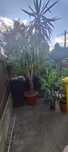 Vand planta yucca 3 m inaltime