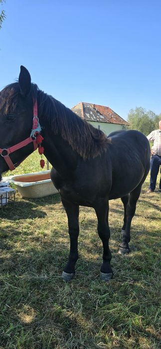 Mânz necastrat de vânzare