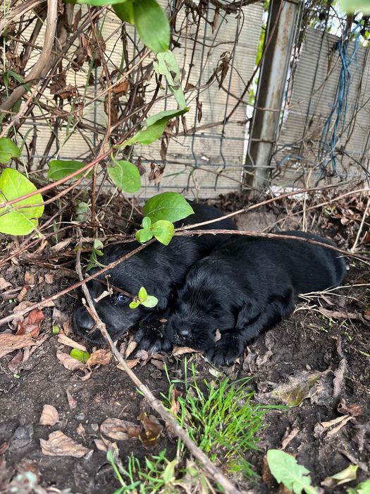 Labrador retriever