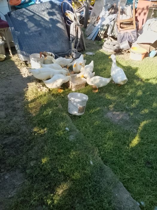 Rațe românești de vinzare