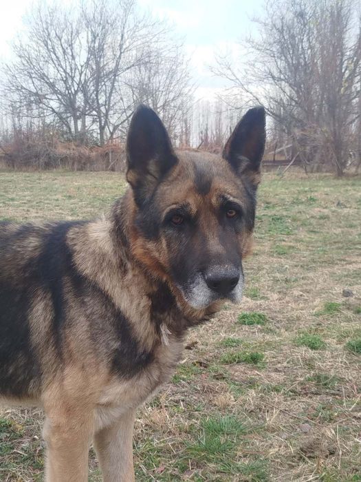 Опчарки ит (собака)  сотилади ёши 3 да исми Симба