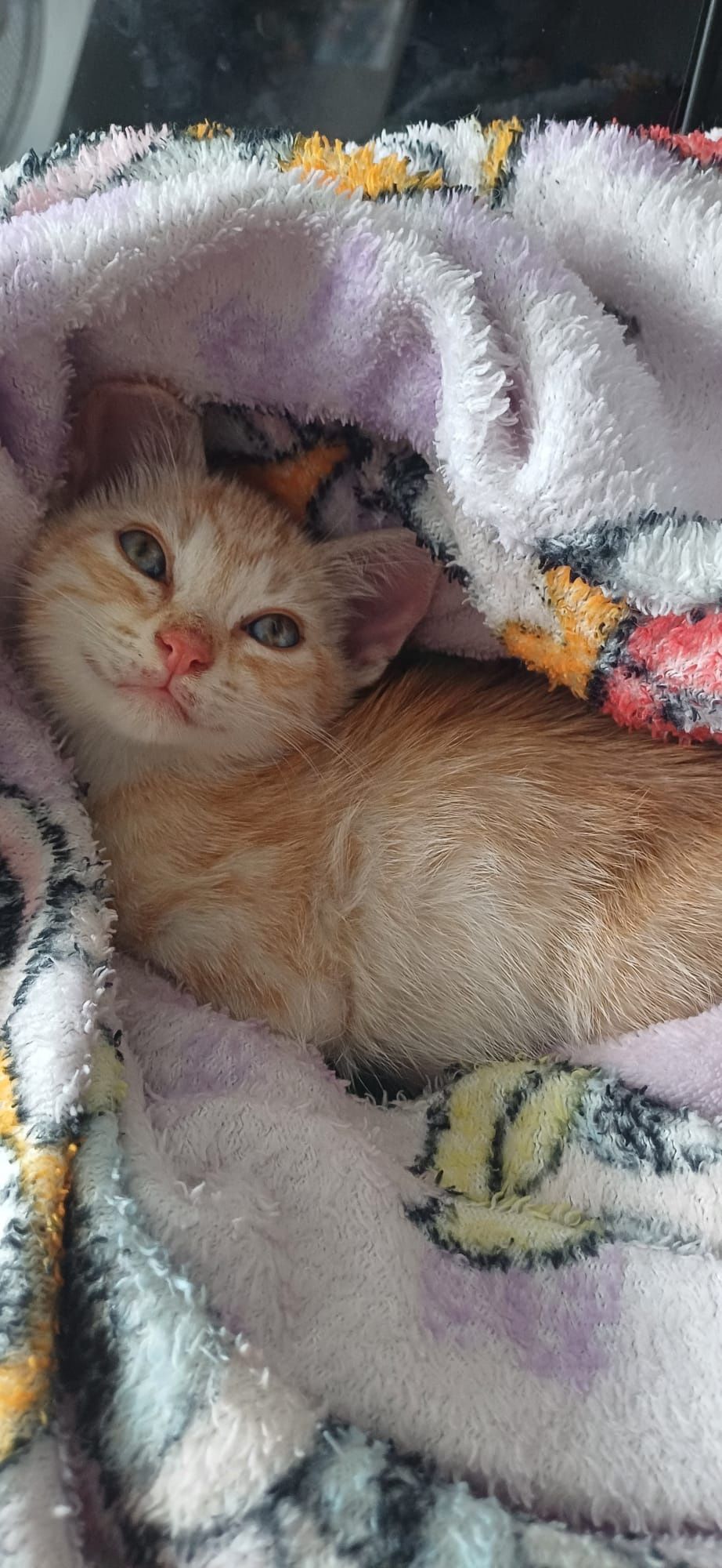 Un pisoi adorabil își caută o familie!
