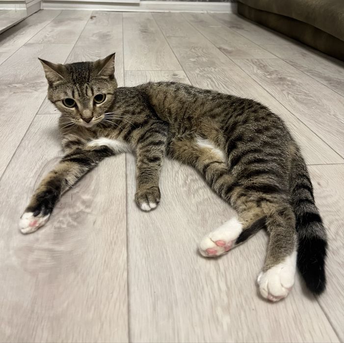 Отдадим кошку в добрые руки