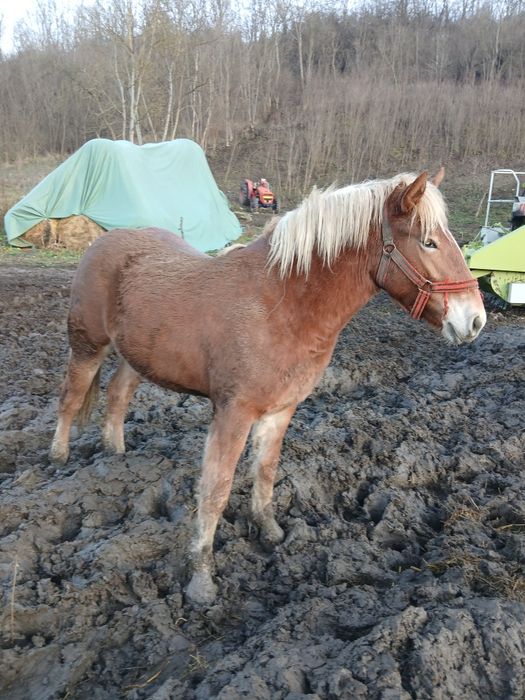 Vând manza de 1 an și 8 luni cu actele la i am prins-o de câteva ori