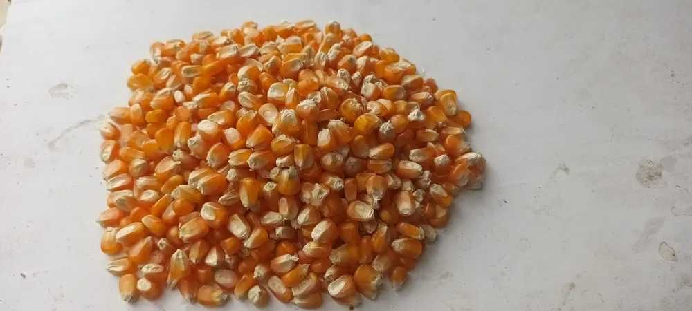 Vand porumb boabe recolta 2024