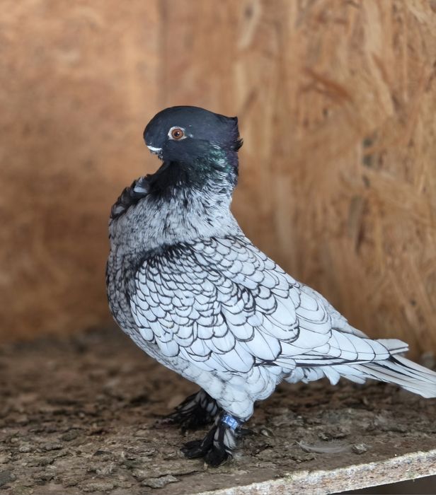 Porumbei de ornament blondineti