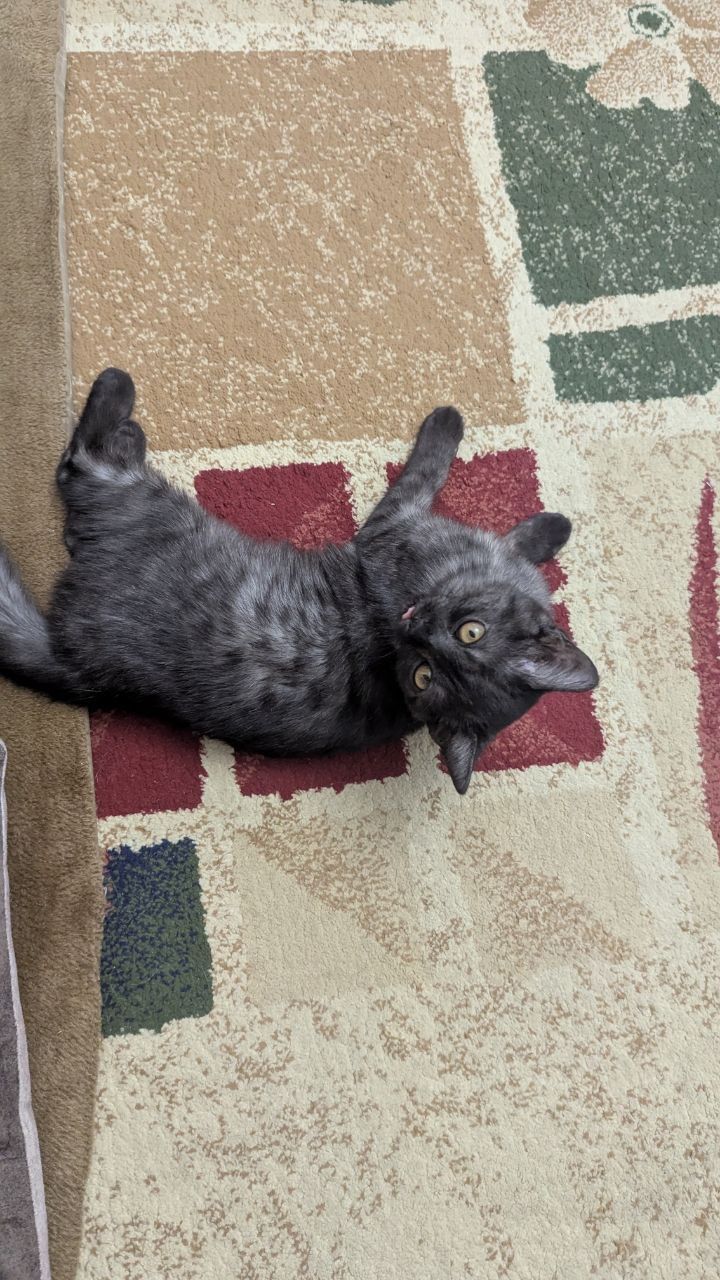Котёнок  бесплатно