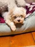 Bichon maltez puiut