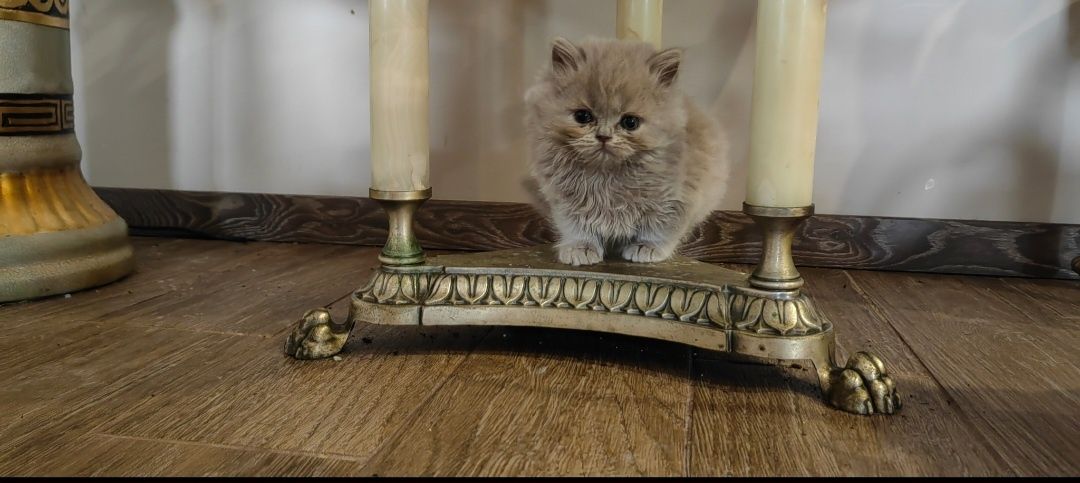 Британски лилави котета