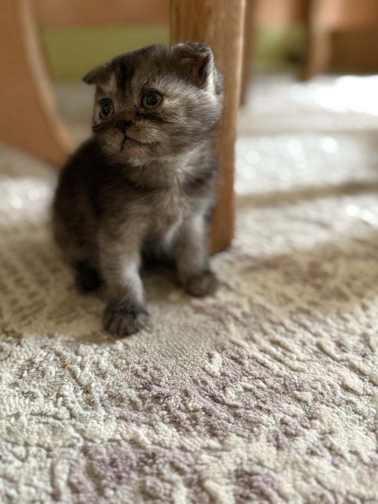 Котята шиншиллы Что за порода серебристая шиншилла?