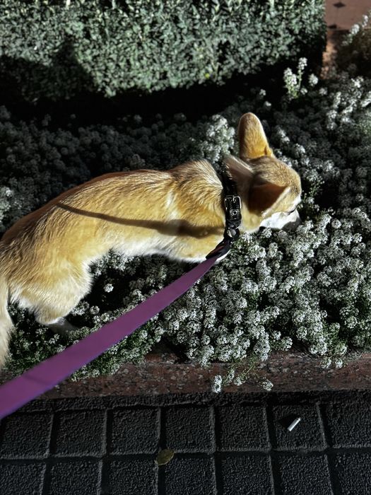 Продаю собаку породы корги