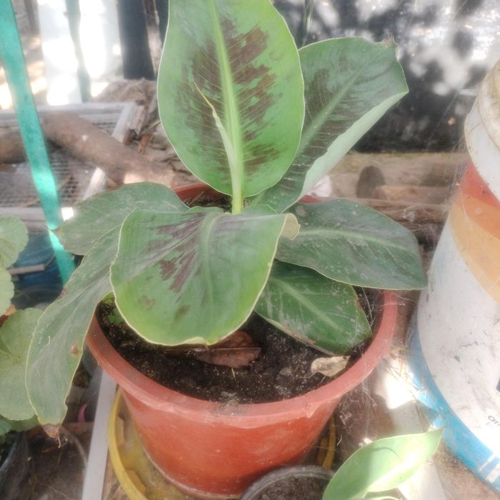 Bananier Pitic, Musa Tropical