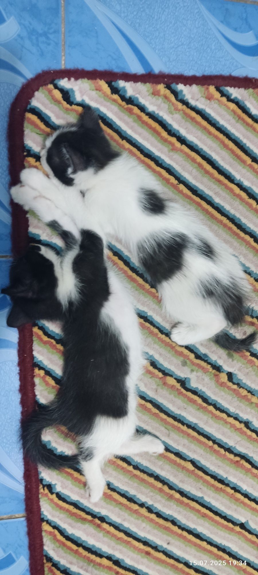 Котята домашние, в добрые руки
