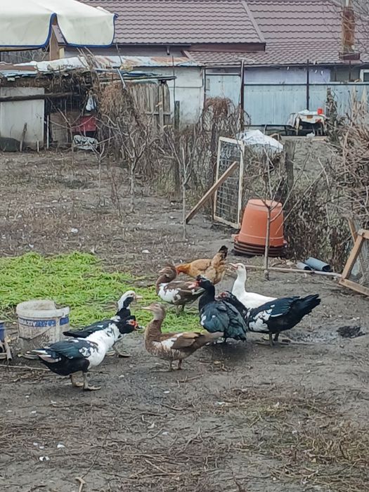 Vând rațe mute și rățoi.