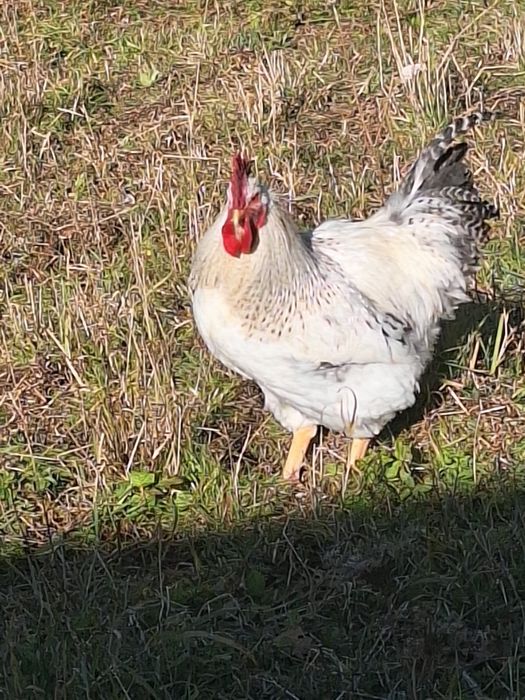 Cocosi Monaco agroland