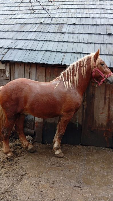 De vânzare mânz  de 2 ani jumătate