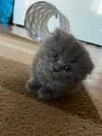 Ofer spre  vanzare 3 pisici scottish fold