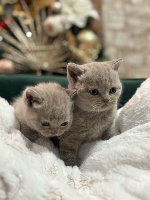 Британски котета (лилави)