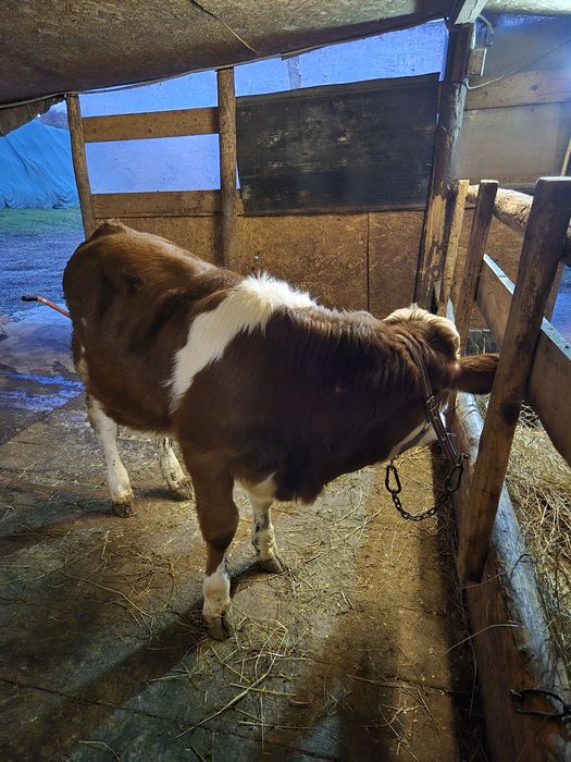 Vand vițel rasa baltata românească