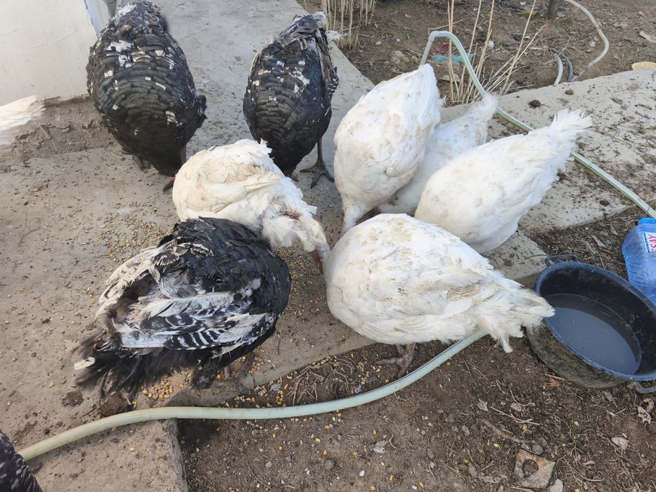 Мясо индейки на заказ домашний