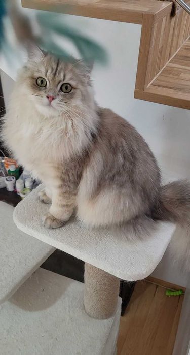 Fetita british longhair blue golden, pedigree, lipicioasa