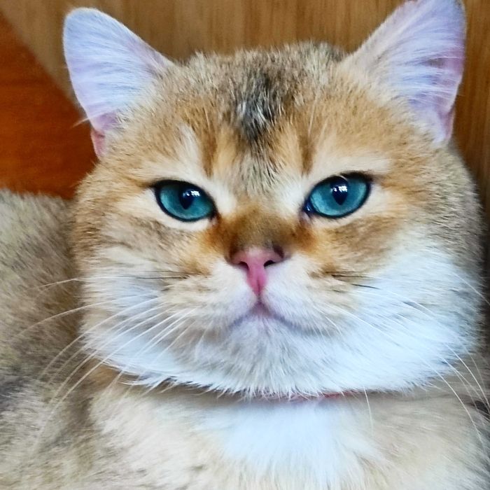 Кот золотая шиншилла на вязку