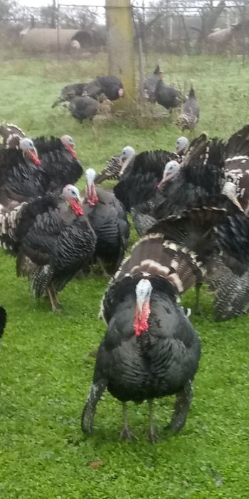 Vand curci si curcani de tara!