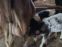 Vaca cu vitei fatata recent