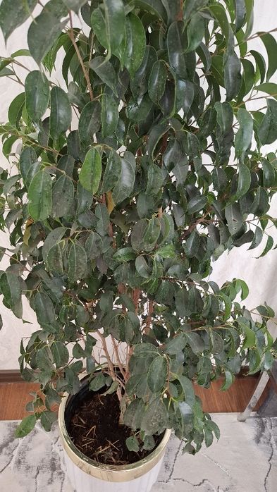 Uyda parvarishlangan xonaki gullar