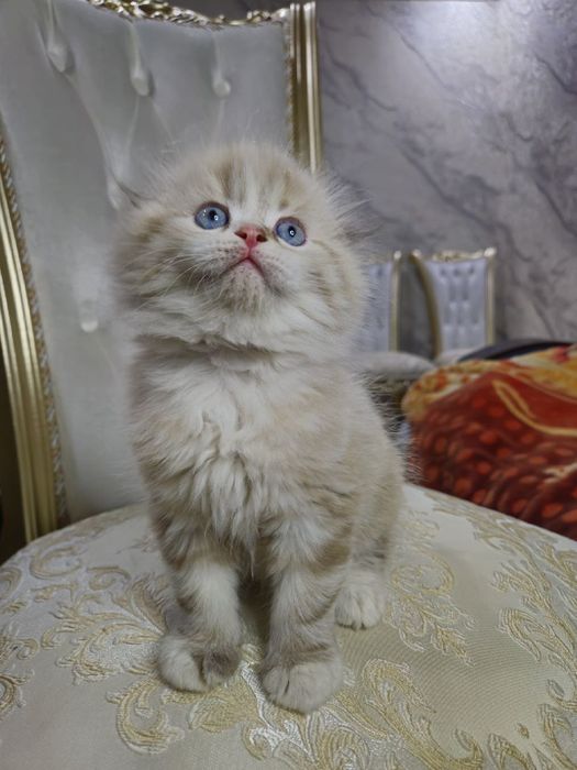 Хайланд фолд мальчик, мушукча хайланд фолд угил бола