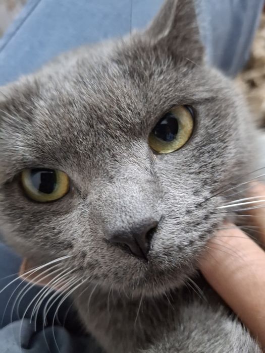 British mushuk, qiz bola