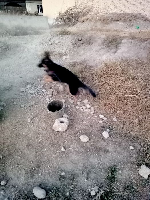 Toza qonli afcharka sotiladi qoni toza