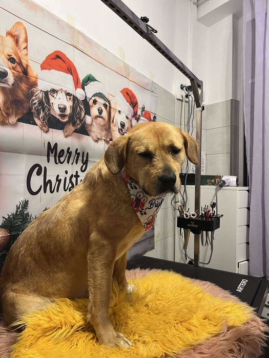 URGENT!!! Donez catelusa sterilizata, blanda, ascultatoare, educata!!!