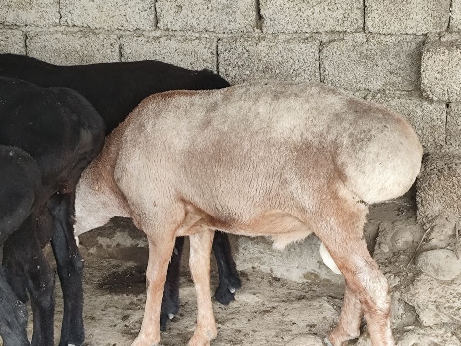 Qochqorlar kachoklar