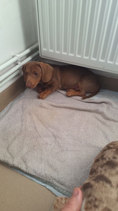 Mascul teckel (dachshund smooth hair)