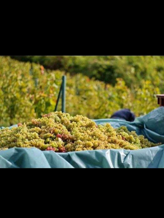 Vand struguri de vin 2025