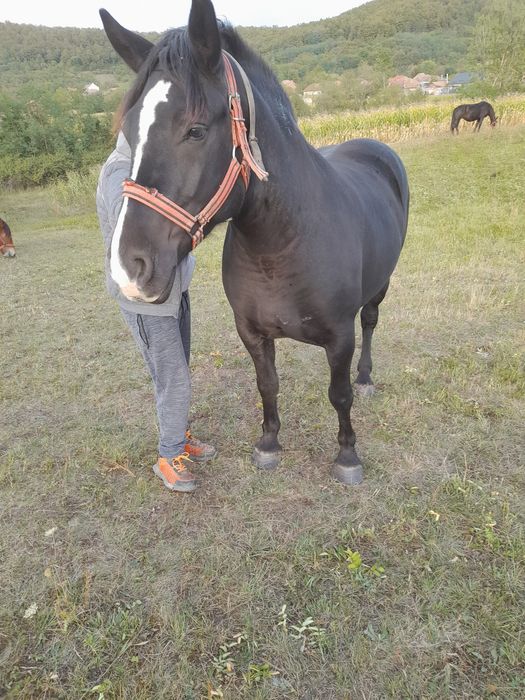 Vind minză de 3 ani sau schimb cu oii de ținut