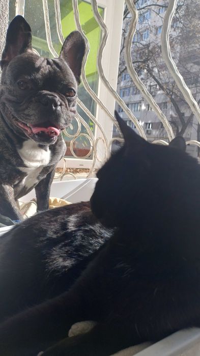 Ingrijesc animale de companie, P-ta Gorjului Militari