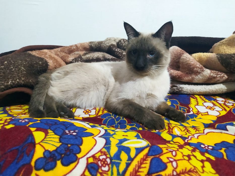 Mushukpa parodali siyamski
