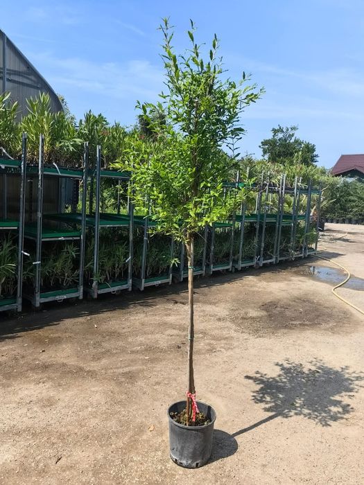 Rodiu Parfianka anul 2 la ghiveci