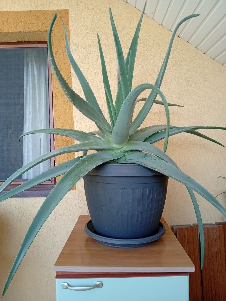 Plantă aloe vera