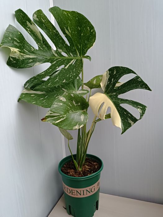 Продам Монстеру Тайское Созвездие