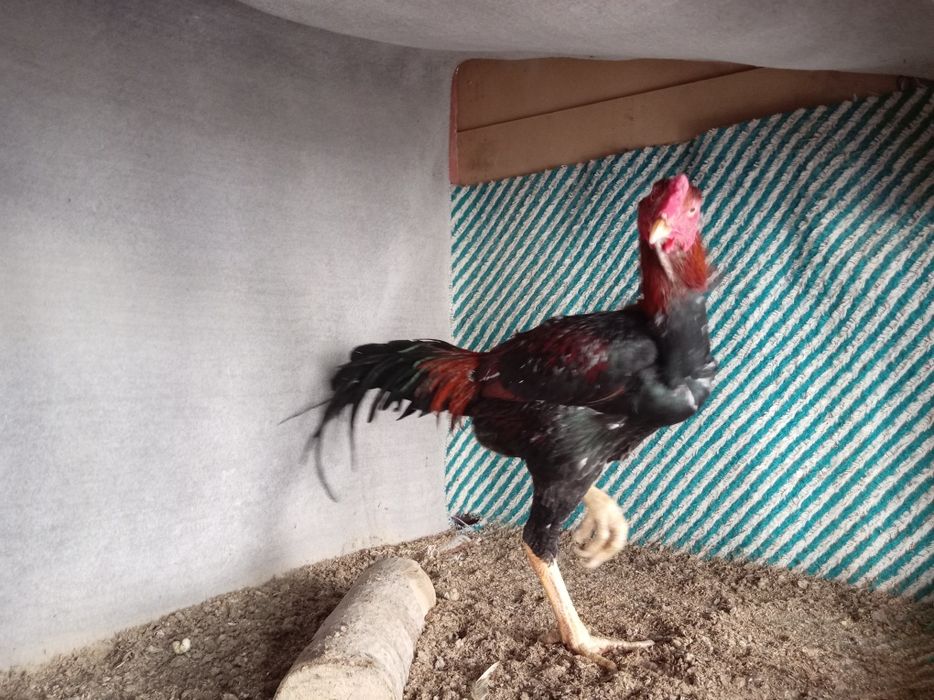 Продам. Боевой петух — гордость и сила в одном!