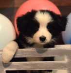 Pui Border Collie cu pedigree F.C.I