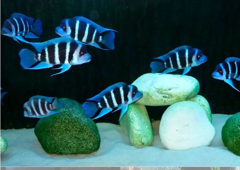 frantoza brundi privaznoy tayland