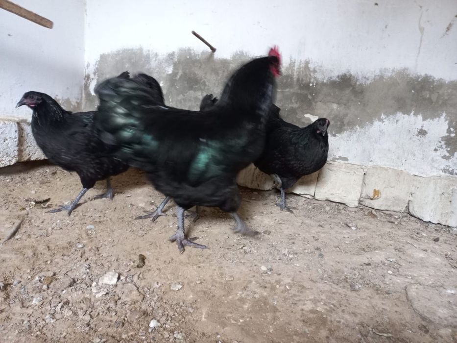 Австралорп тауыктар сатылады