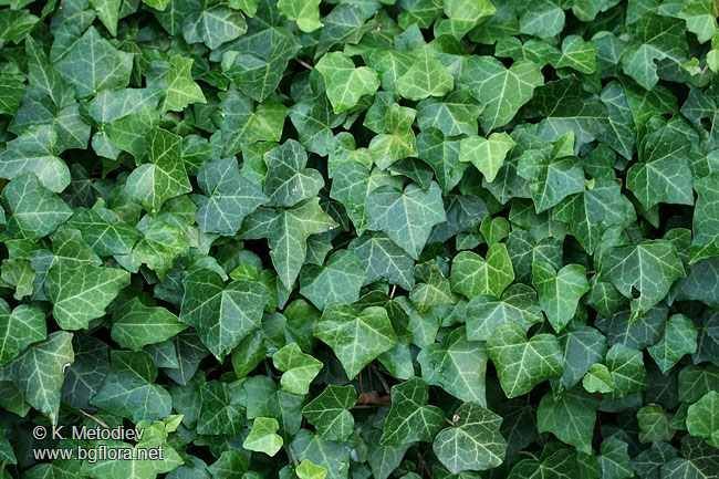 Iedera 2m - 3m  / hedera helix